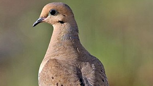 Show 5: Mourning Doves, Williams Treaty & OFAH Research Grants