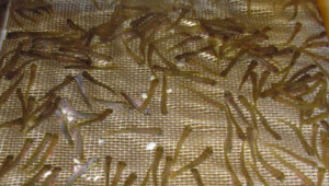 Show 6: Lake Nipissing Walleye, Community Hatchery Program, Urban Bow Hunt