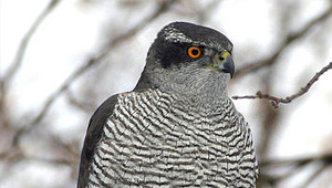Show 10: Deer Hunt Preparation, Turkey Talk, Project Goshawk & Landowner Permission