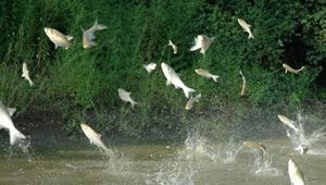 Show 8: Atlantic Salmon, Asian Carp, Black Fly & Mosquito, Trout & Orillia Perch Festival