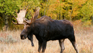 Show 34: Moose Hunt, Hunter Safety, World Benchrest Championships & Moose ID