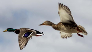 Show 24: New Firearms Legislation, Waterfowl Licensing, 2014 Deer Seals, Digital OOD & more
