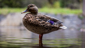 Show 33: Invasive Species, Hi-tech Mallard Monitoring, Whitetail Deer Hunting and more