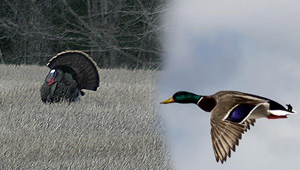 Show 34: Waterfowl & Wild Turkey Tips, Youth Hunting, Atlantic Salmon Update and More