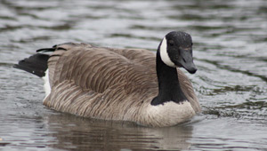 Show 5: Waterfowl Mortality, Migratory Bird Regulations, Mourning Dove Hunt, TackleShare & more