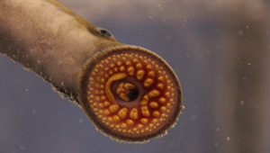 Show 24: Alumnacraft, Invasive Species, Ontario Summer Games and more