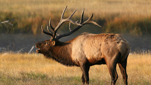 Show 32: Elk Hunt, White Papers, Thunder Bay Urban Bow & Invasive Species Prevention