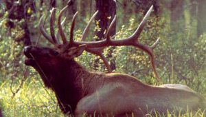 Show 6: Elk Hunt, Sandhill Crane, Carp, Salmon and Land Access