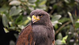 Show 4: Conference highlight, fishing, falconry and more