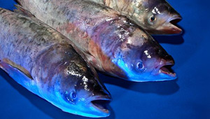 Show 14: Asian Carp, Land O’Lakes Region, Boat Safety and more