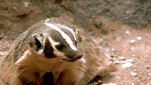 Show 13: Badgers, Guides, Mineral Fountain, Hit Squad and more