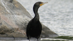 Show 26: Salmon, Invasive Species and Cormorants