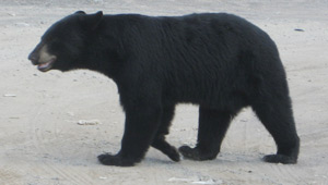 Show 10: Black Bears, Walleye Event, Wildlife Conflicts and more