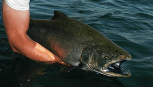 Show 2: Fishing Ethics, Respect for Others & the Resource, Moose Management
