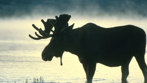 Show 31: Moose Hunting, Fall OOD and Waterfowl Opener
