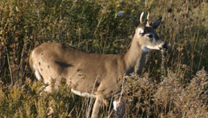 Show 36: White-tailed Deer, Chronic Wasting Disease and Fire Safety at Camp