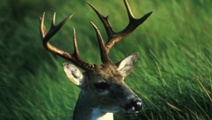 Show 36: Deer Hunt, OFAH Wildlife Calendar and Bushnell Scopes