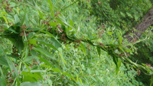 Show 6: Angelo Lombardo, Invasive Plants and Conservation Officers
