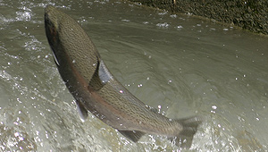 Show 8: We talk Turkey, Trout and Elk