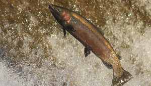 Show 9: Trout Opener, Science & Information, Wild Turkey and Lucky Strike