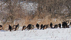 Show 3: Spring Snow Goose, Turkey Hunt, AHTV and Summer Leadership Camp