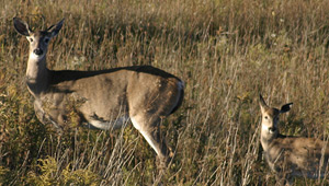 Show 36: Deer Hunt, License and Tagging, Lake Simcoe Open, Kids Fish Art Contest